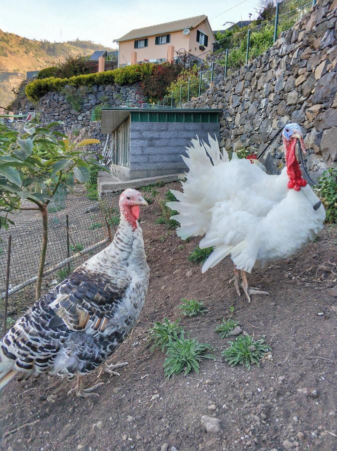 Quinta Terezinha Villa Ribeira Brava Eksteriør billede