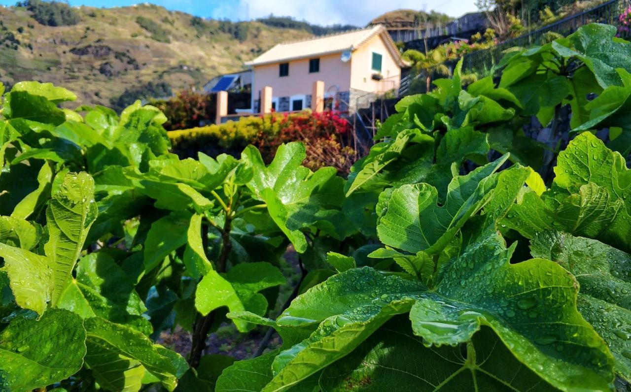 Quinta Terezinha Villa Ribeira Brava Eksteriør billede